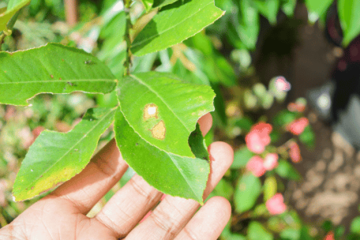 Plagas estacionales: tipos y cómo prevenirlas |   Plaguitecno
